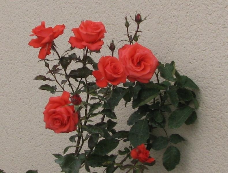 Роза Леди Мария 4