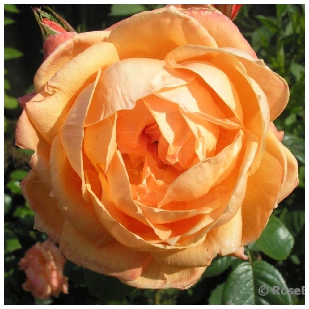 Роза Леди Мармелад 2