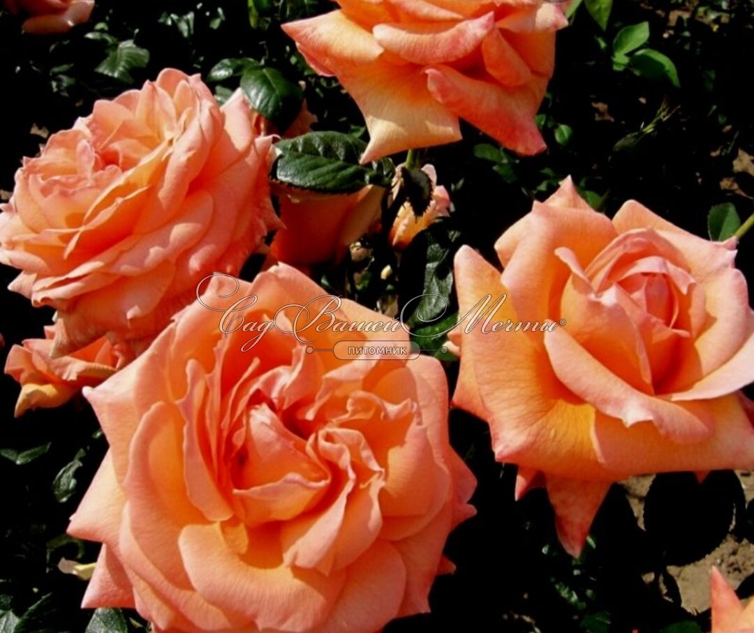 Роза Леди Мармелад 5