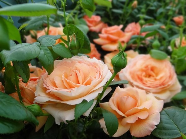 Роза Леди Мармелад 6