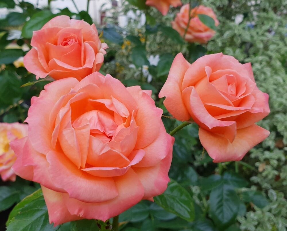 Роза Леди Мармелад