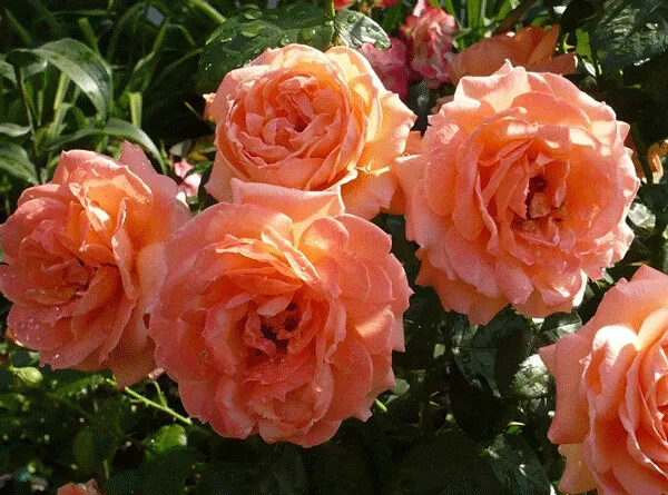 Роза Леди Мармелад 4