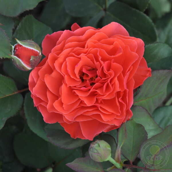 Роза Леди оф Белград 2