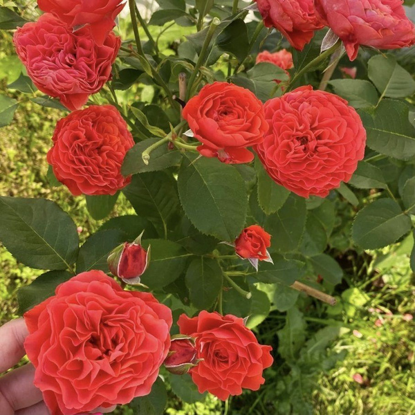 Роза Леди оф Белград 3