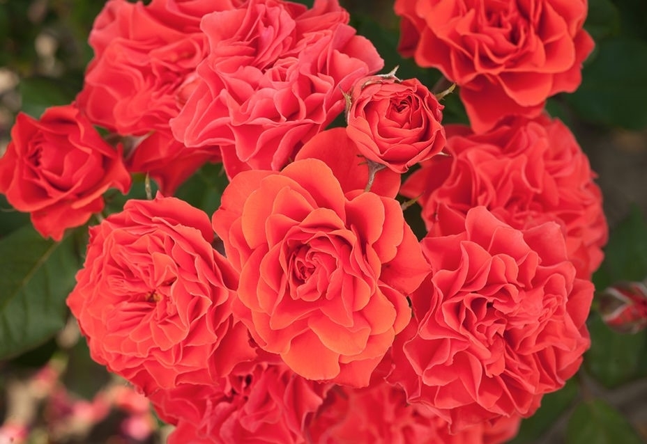 Роза Леди оф Белград 5