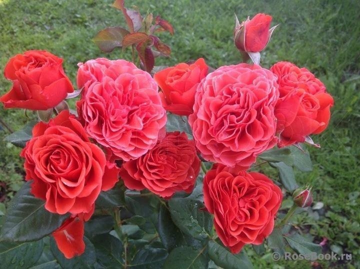 Роза Леди оф Белград