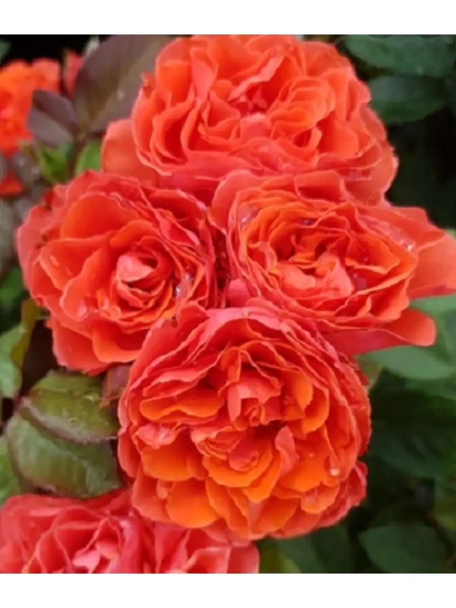 Роза Леди оф Белград 4