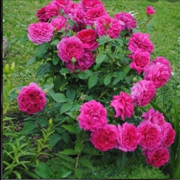 Роза Леди оф Меггинч 2