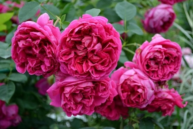 Роза Леди оф Меггинч 3