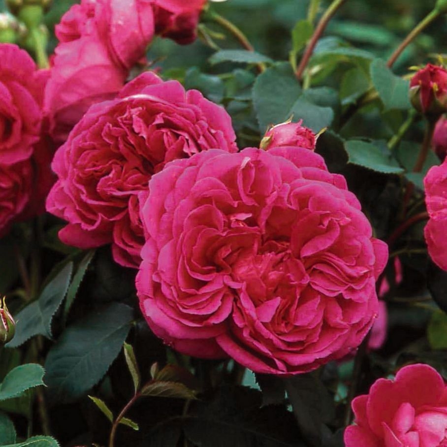 Роза Леди оф Меггинч 4