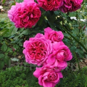 Роза Леди оф Меггинч