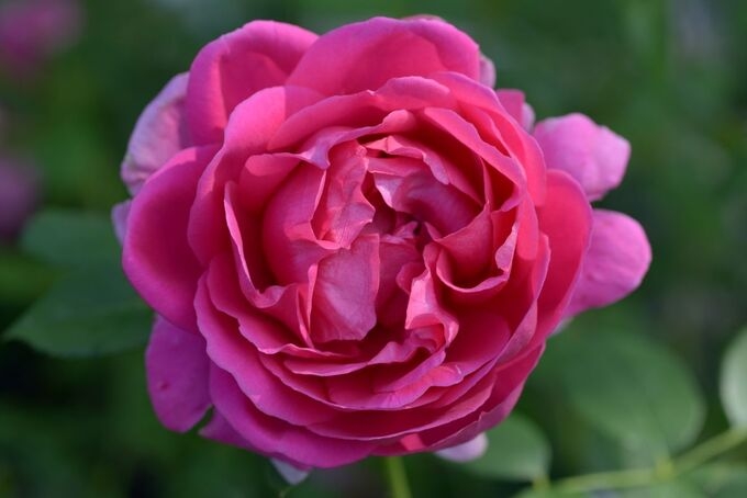 Роза Леди оф Меггинч 5