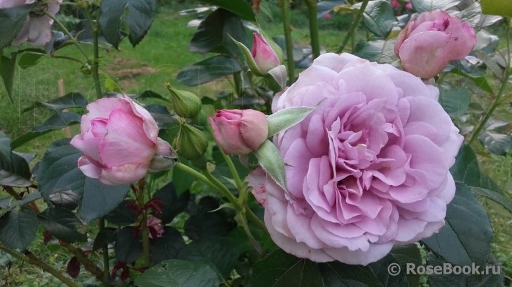 Роза Леди Парфюм 2