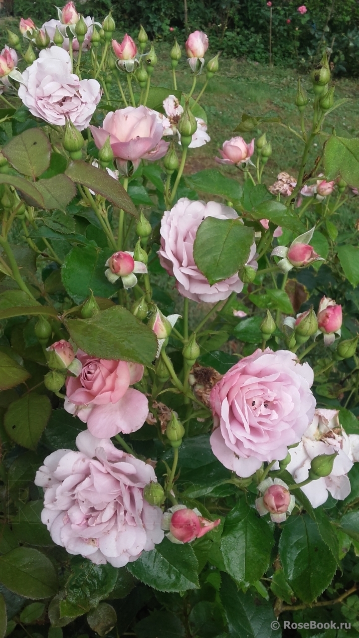 Роза Леди Парфюм 3