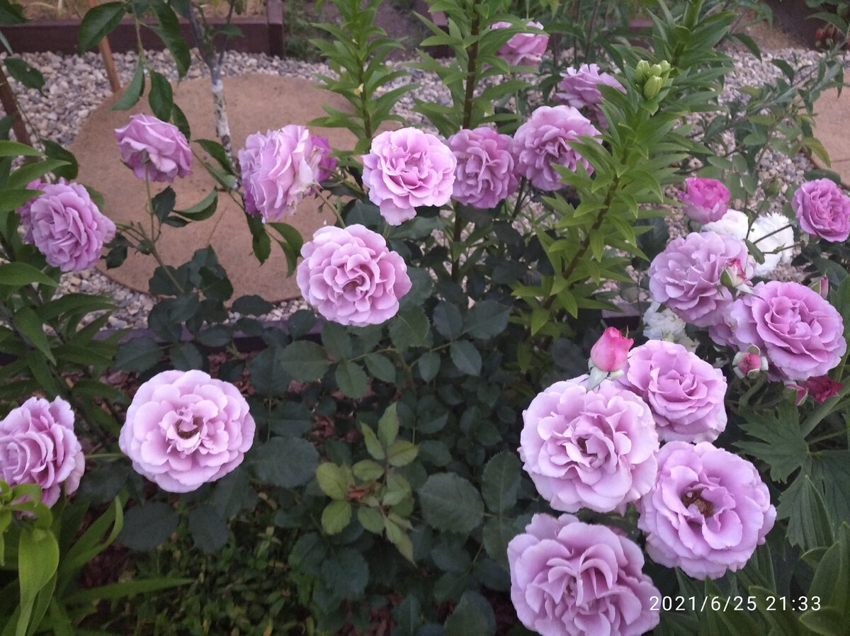 Роза Леди Парфюм