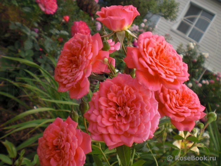 Роза Леди Пенелопе 2