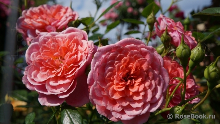 Роза Леди Пенелопе 3