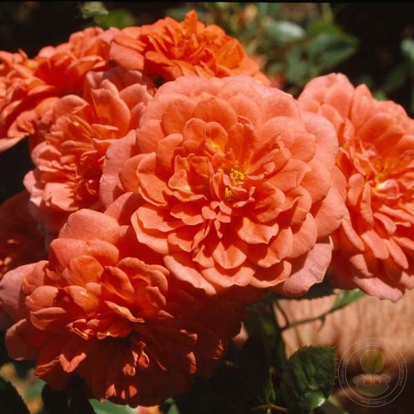 Роза Леди Пенелопе