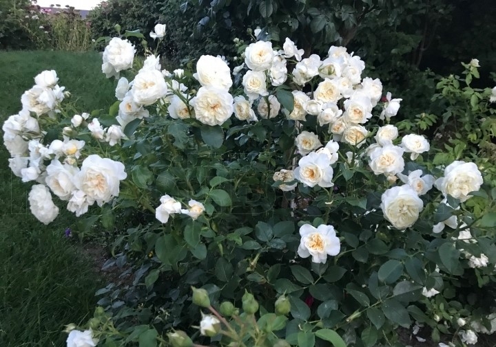 Роза Леди Романтика 2