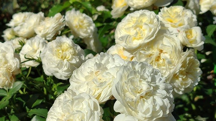 Роза Леди Романтика 4