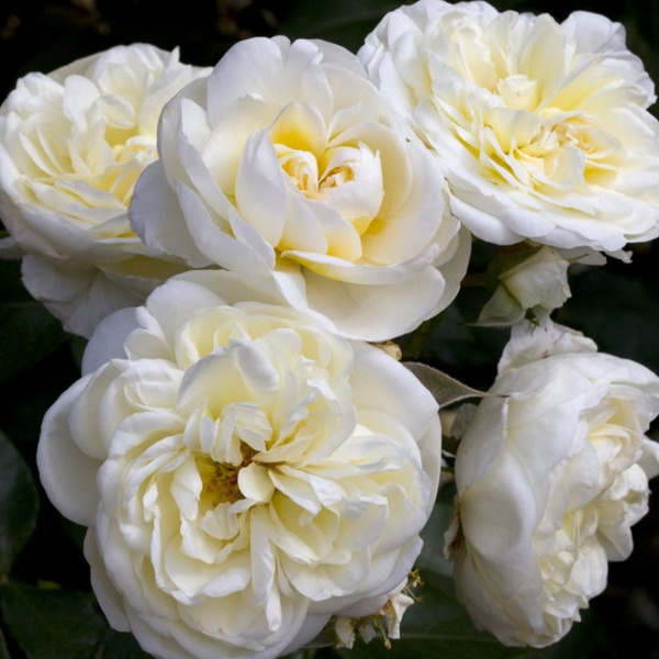 Роза Леди Романтика