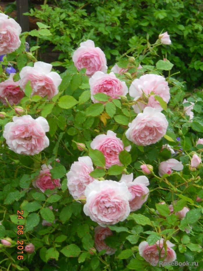 Роза Леди Солсбери 2