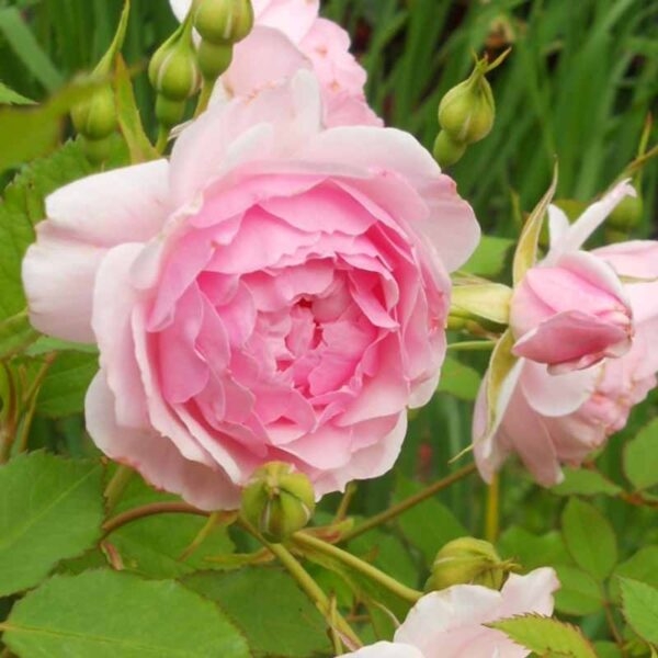 Роза Леди Солсбери 4