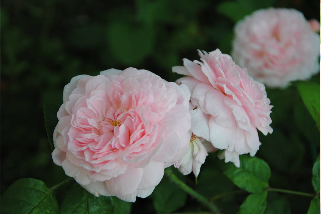 Роза Леди Солсбери 3