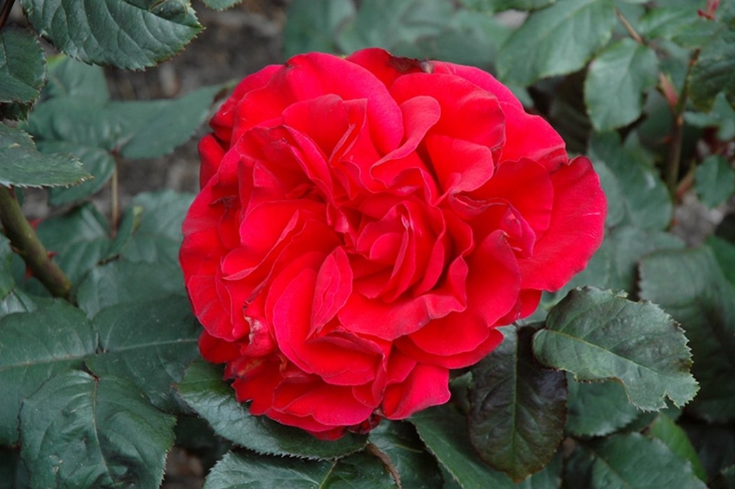 Роза Легендс
