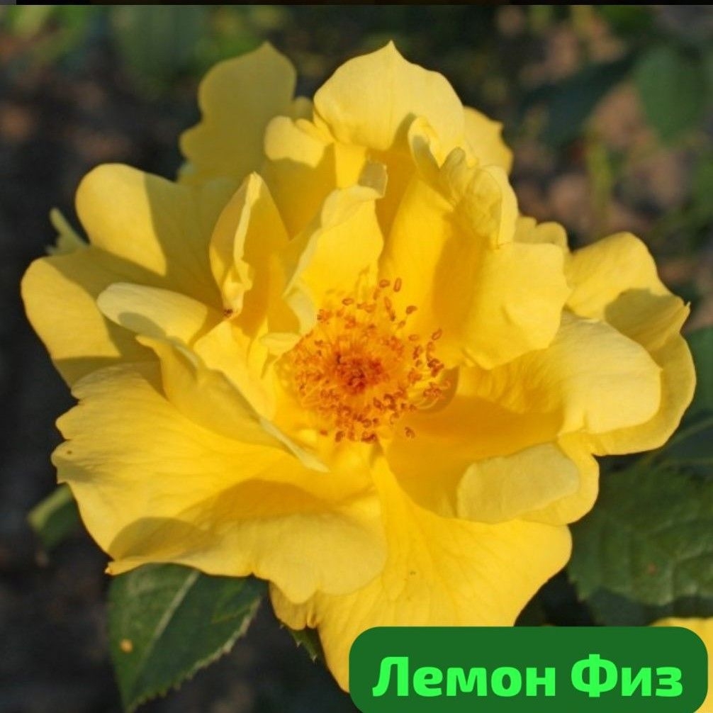 Роза Лемон Физз 6