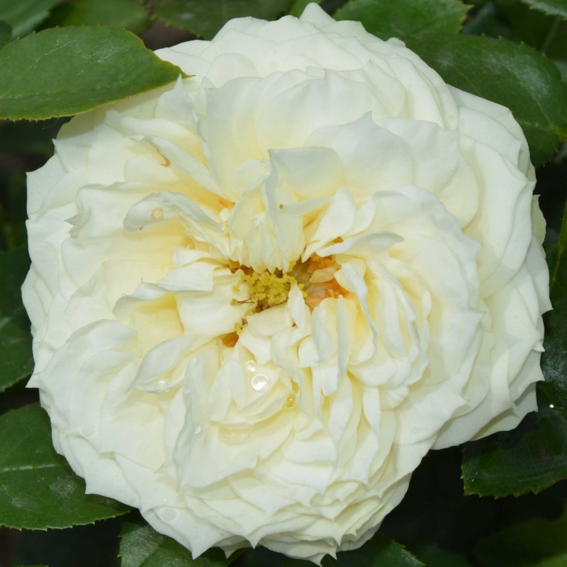 Роза Лемон Рококо 3