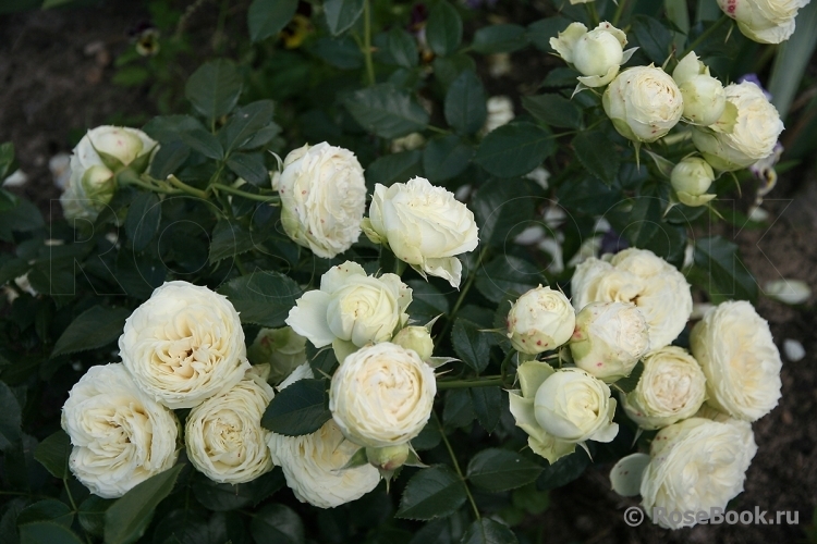 Роза Лемон Рококо 4