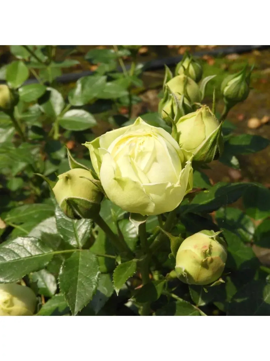 Роза Лемон Рококо 2