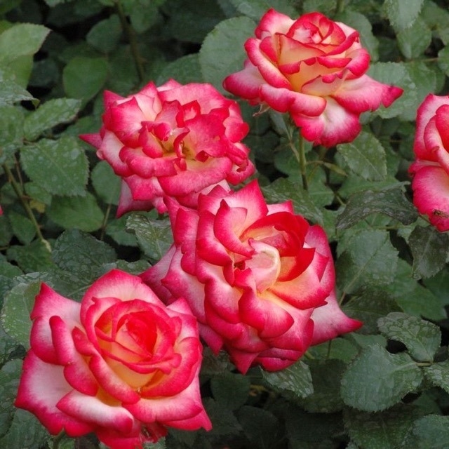 Роза Лео Ферре 2