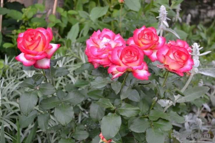 Роза Лео Ферре 3