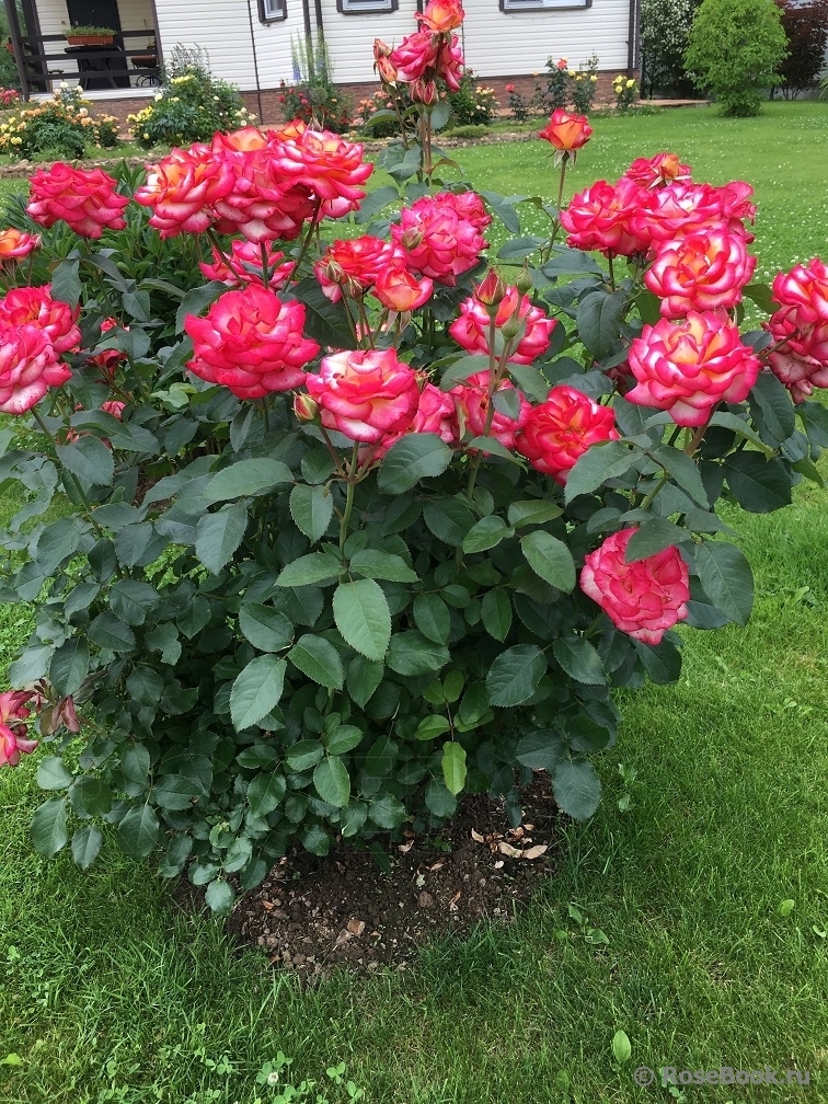 Роза Лео Ферре 5