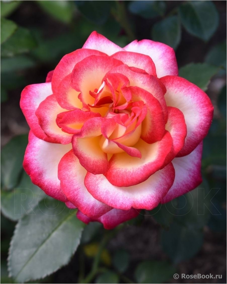 Роза Лео Ферре