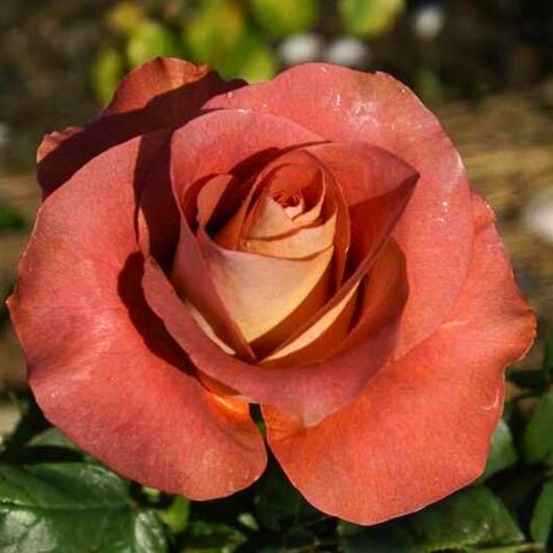 Роза Леонидас 3