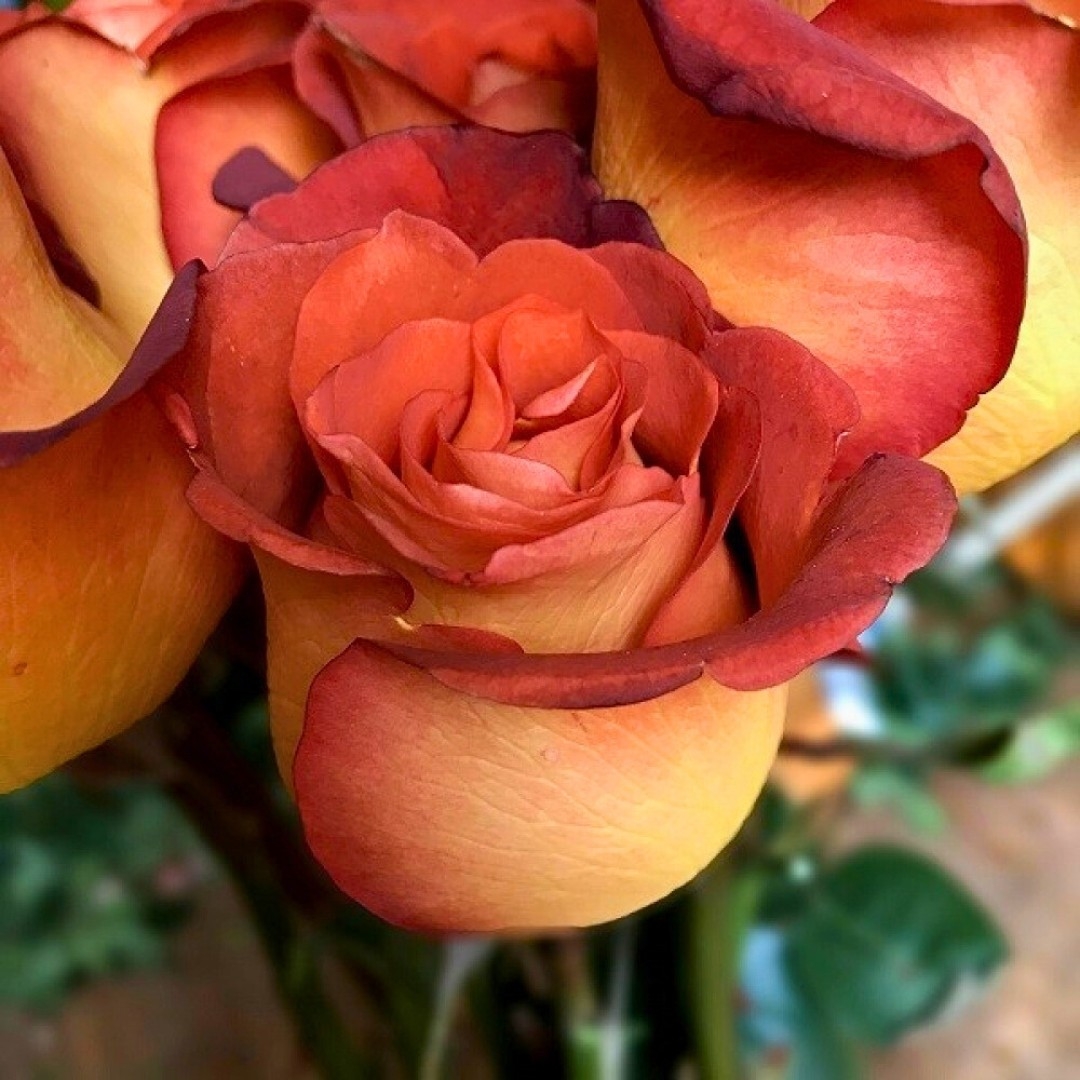 Роза Леонидас 4