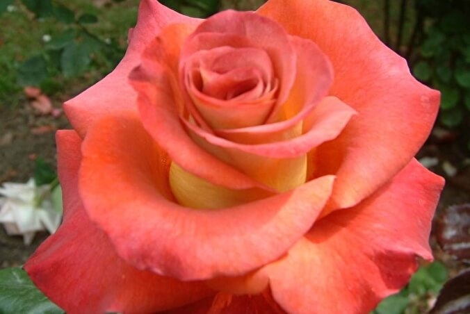 Роза Леонидас 5