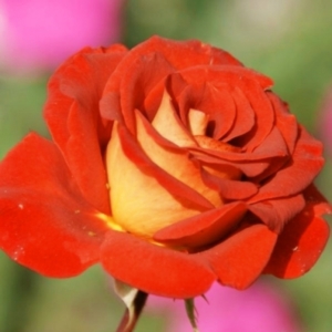 Роза Леонидас