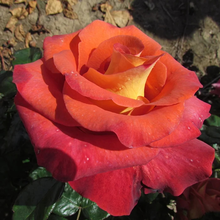 Роза Леонидас 2