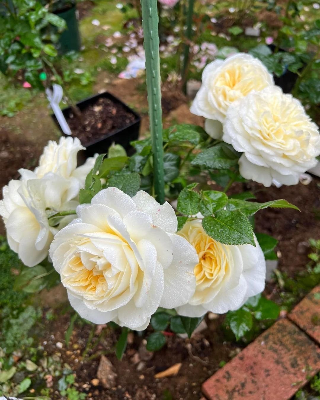 Роза Леонора 3