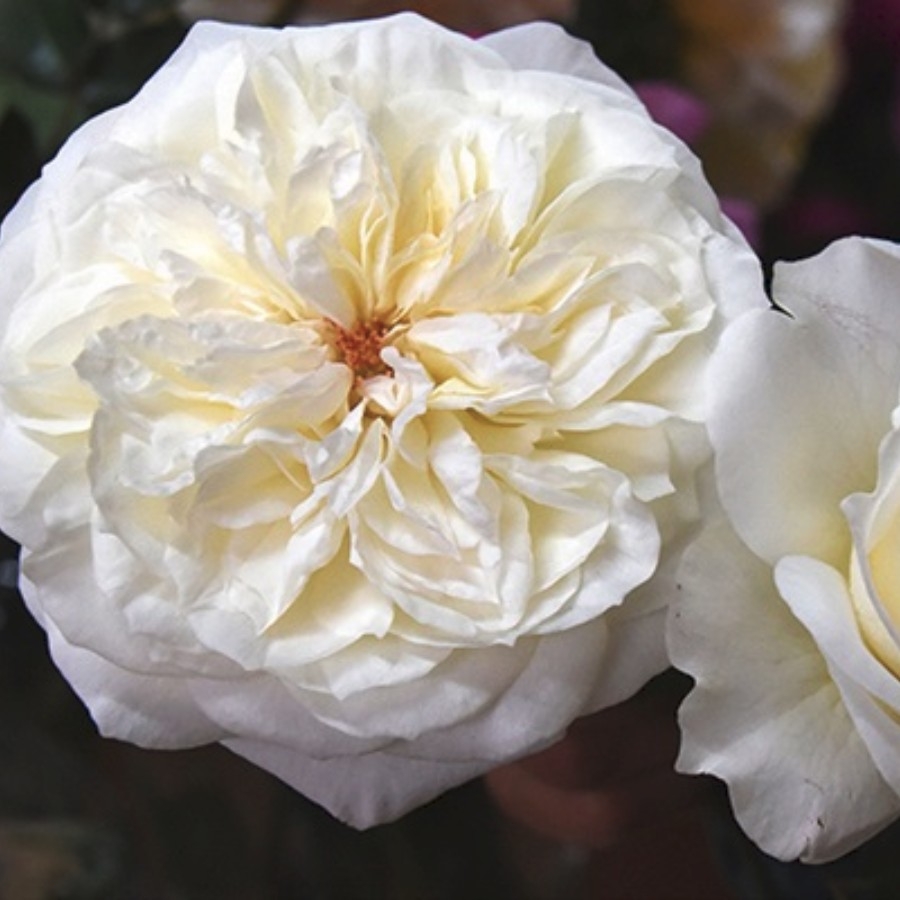 Роза Леонора