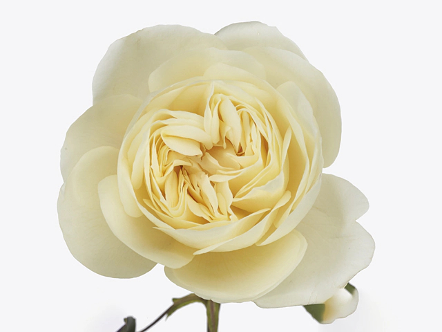 Роза Леонора 2