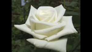 Роза Лермонтов