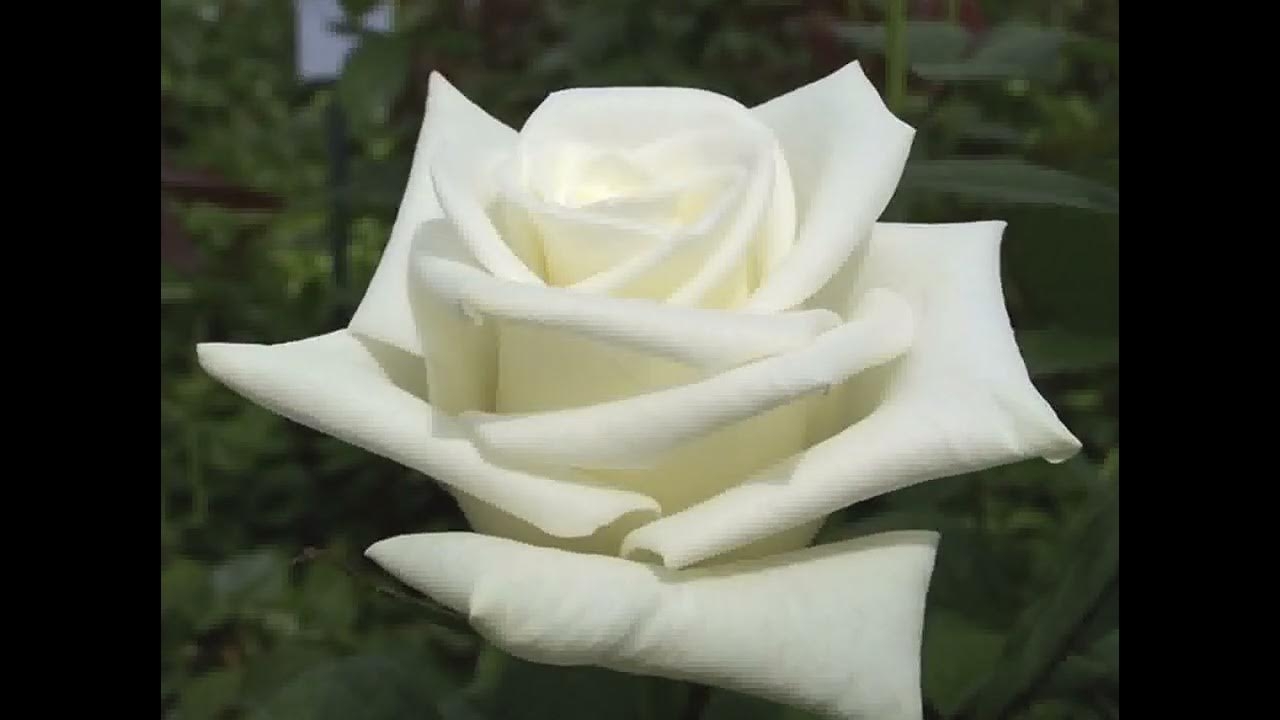 Роза Лермонтов