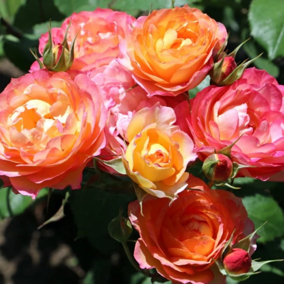 Роза Лес Потес де Бедрос 2