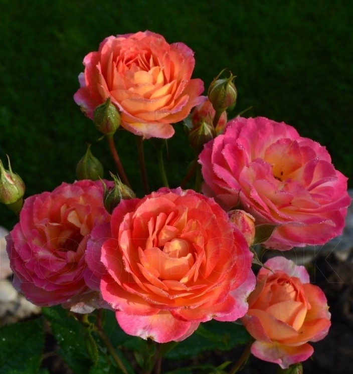 Роза Лес Потес де Бедрос 4