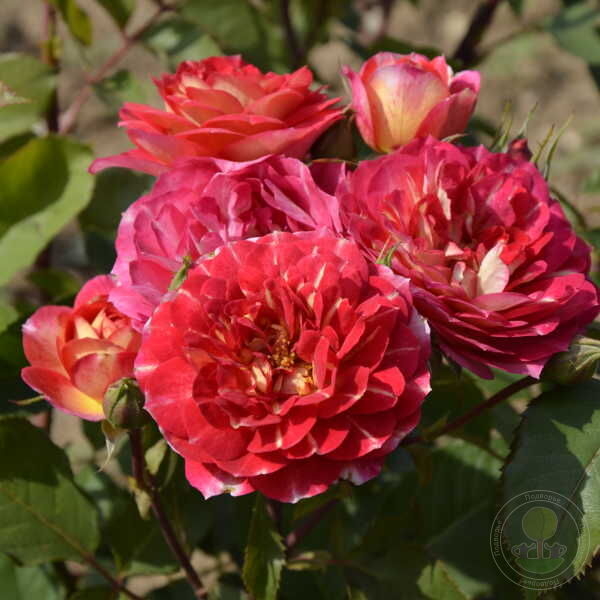 Роза Лес Потес де Бедрос